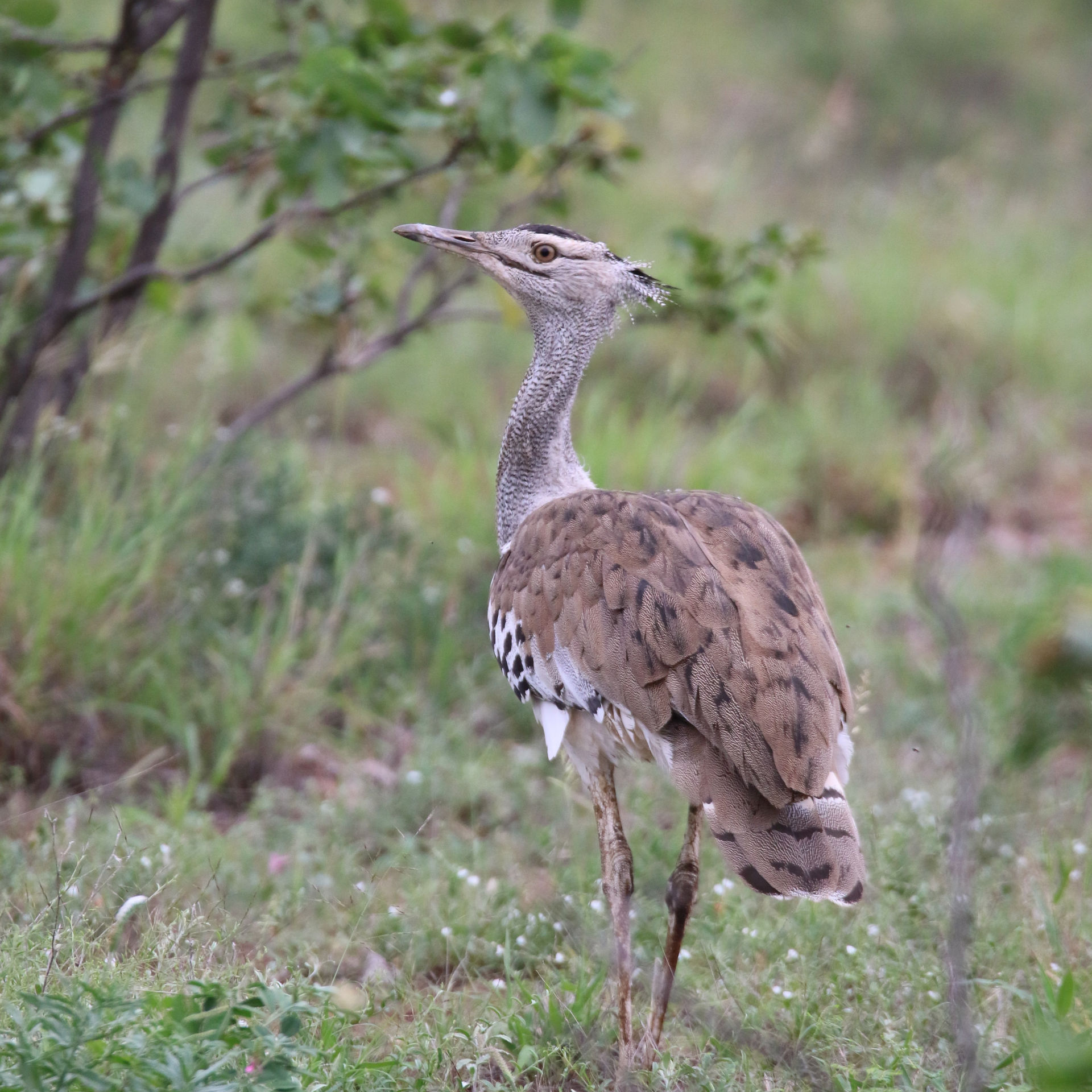 Kori bustard in the bushveld