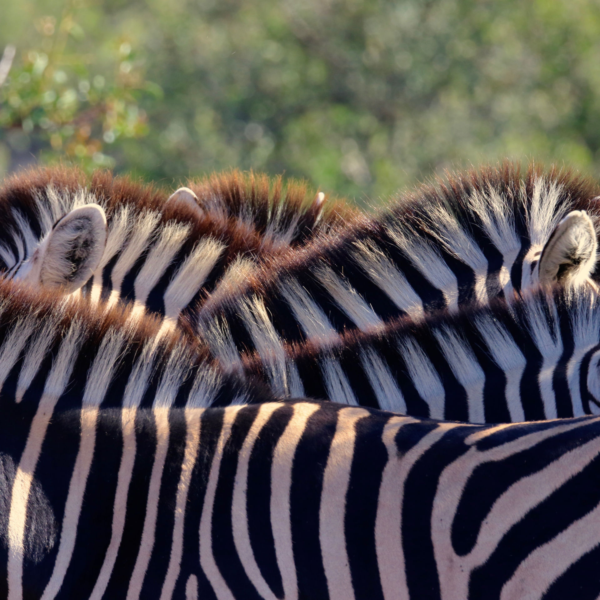 Close-up of zebra stripes in golden light