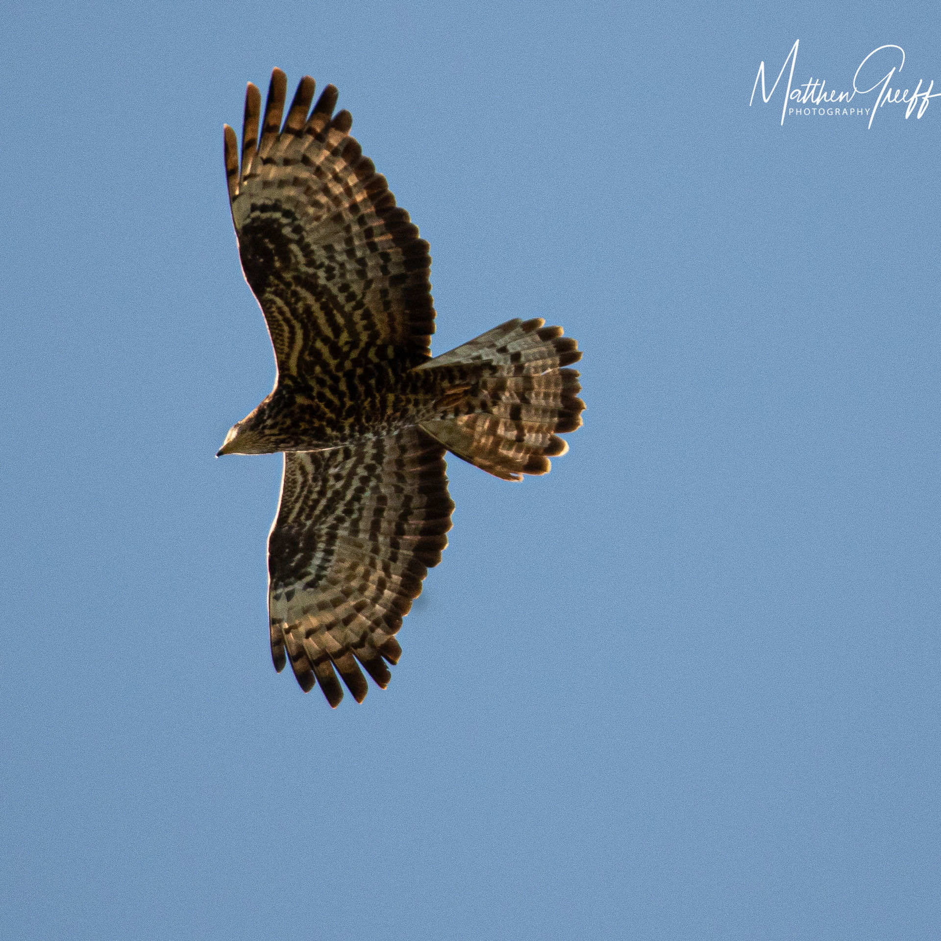 African raptor soaring overhead