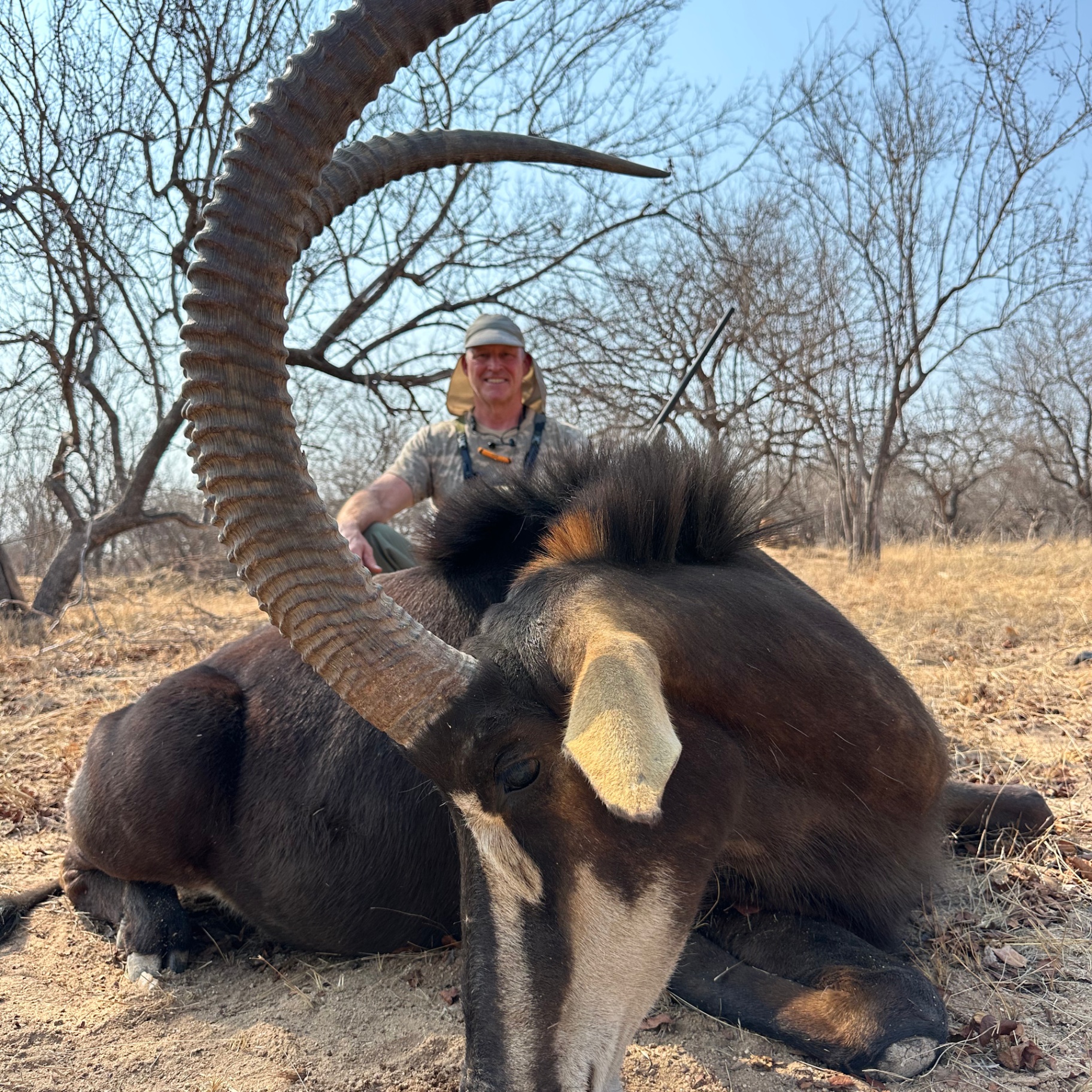 Mature sable bull taken on a fair-chase hunt