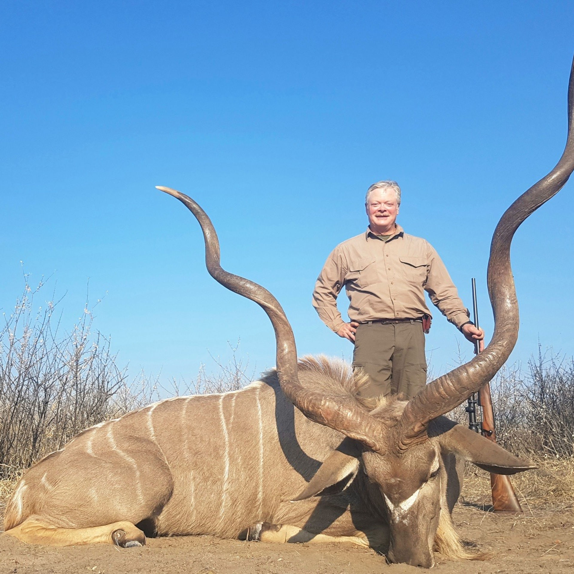 Trophy kudu with magnificent spiral horns
