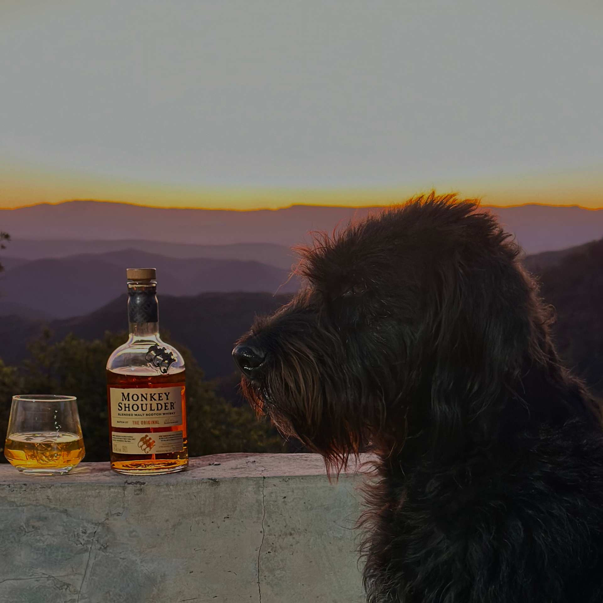 Camp dog at sunset with a whisky